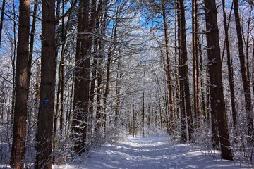 Fototapeta premium Winter trail on a sunny day, Pine Grove, Ottawa, Canada 
