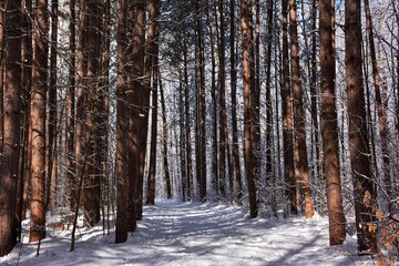 Fototapeta premium Forest in winter, Pine Grove, Greenbelt in Ottawa, Canada