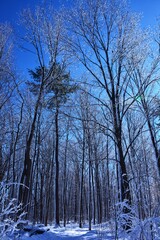 Winter forest