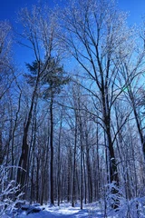 Foto auf Leinwand Winter forest © Danhua