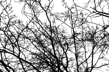 Tree branch silhouette on transparent background