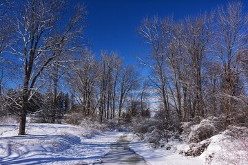 Winter landscape with trees, Ottawa, Canada