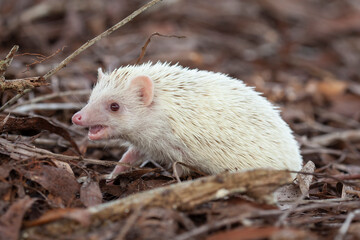 Milk hedgehog or mini hedgehog