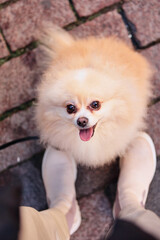 
dog breed spitz on wonk old cobblestones