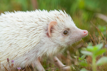 Milk hedgehog or mini hedgehog