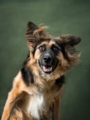 Portrait of a dog on a green canvas, studio shot