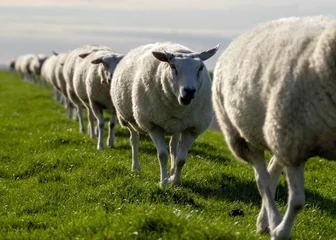 Fotobehang Running sheep in the field © Tim