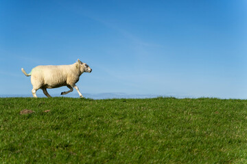 Fast running sheep in the wild
