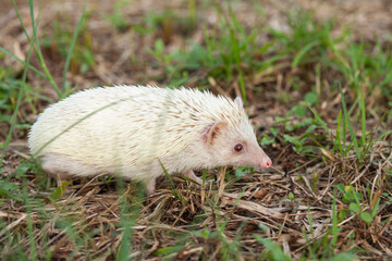 Milk hedgehog or mini hedgehog