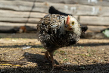 chicken looks into the lens in coop. Home farm in village.