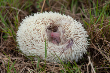 Milk hedgehog or mini hedgehog