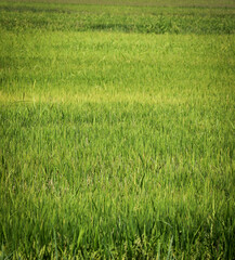 green rice field