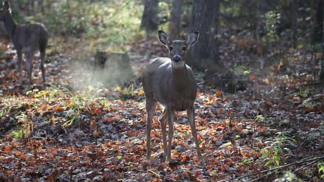 White-tailed doe (Odocoileus virginianus) in the forest during autumn snorting, blowing and stomping to signal danger. 
