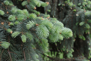 Beautiful pine branch in the city park. Close-up, selective focus