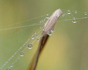 Water droplets attached to a spider’s web.