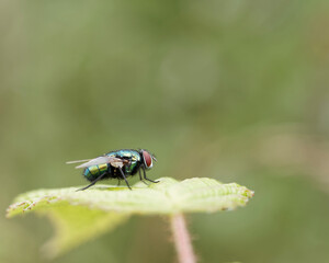 The common green bottle fly, blowfly, with brilliant green, blue and golden metallic coloration.