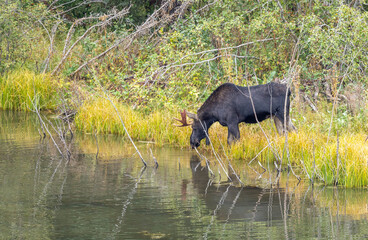 Bull Moose in a Pond in Wyoming in Autumn