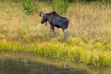Bull Moose in a Pond in Wyoming in Autumn