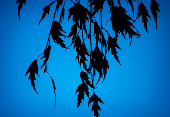 Autumn leaves with the blue background. Fallen leaves in dark blue water. Fall themes.