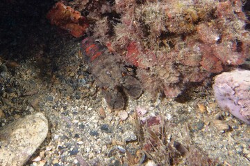 Small European locust lobster or Lesser slipper lobster (Scyllarus arctus)