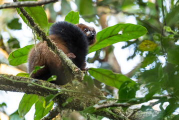 Red-bellied Lemur - Eulemur rubriventer, rain forest Madagascar east coast. Cute primate. Madagascar endemite. Ranomafana National Park.
