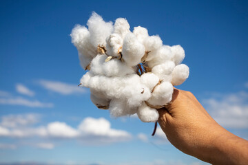 Human-handed cotton bolls towards the sky, cotton field - obrazy, fototapety, plakaty