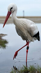white stork in the water