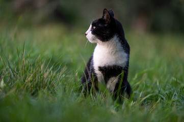 beautiful black and white young cat in the garden. yellow eyes cat.
