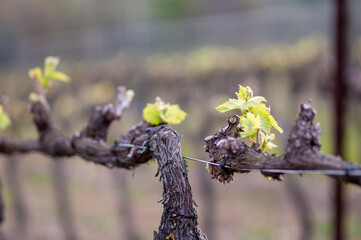 bare vineyard with the first leaves of the season growing