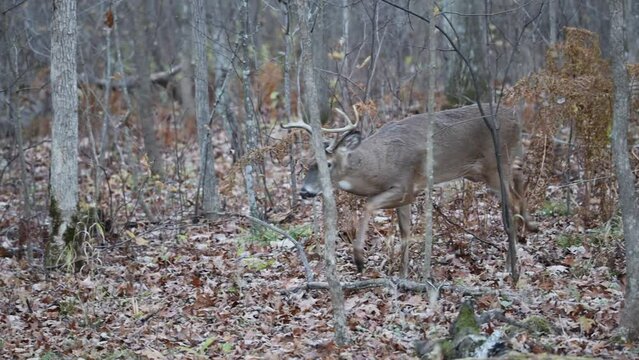 White-tailed buck (Odocoileus virginianus) stomping and charging does in the forest during rut. 
