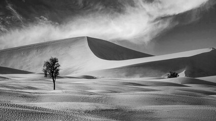 A lonely tree in the sands of the Empty Quarter desert
