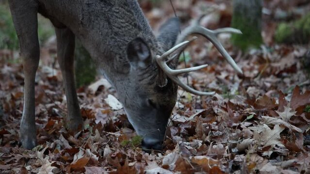 Close up of an antlered White-tailed buck (Odocoileus virginianus) feeding on acorns in the forest during autumn.