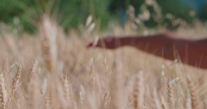 Bella Donna nel campo di grano con abito estivo