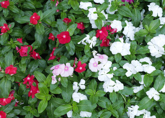 Catharanthus roseus in red, white and purple in the garden