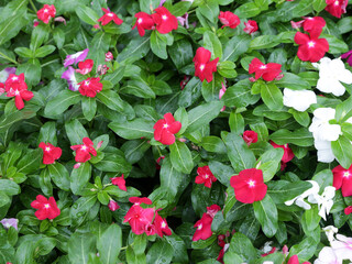 Catharanthus roseus in red, white and purple in the garden