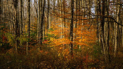 Autumn in the Forest at Stokes State Forest New Jersey