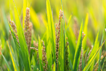 rice in the field