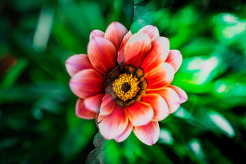 Effet de papier déchiré sur fleur vue de dessus