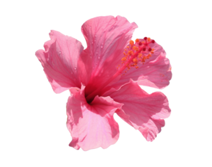 Blooming Pink Hibiscus Isolated on Transparent Background, PNG File
