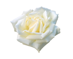A Blooming White Rose Isolated on Transparent Background, PNG File