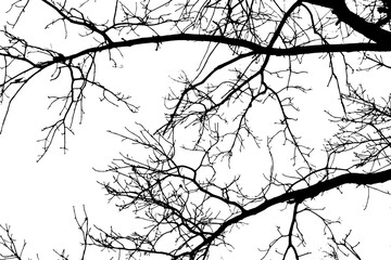 Tree branch silhouette on transparent background