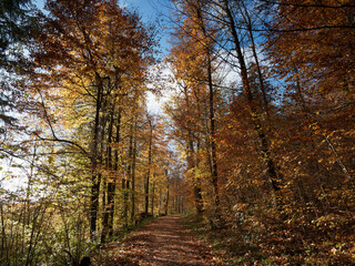 Forest path lined with trees in autumn colored leaves around Kandern town in the heart of Markgräflerland at the foot of the Black Forest in Germany