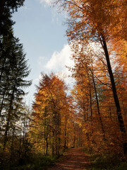 Fototapeta premium The Black Forest in Margrave's Land (Markgräflerland) around Kandern town with beautiful foliage in pastel colors in autumn under blue sky