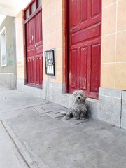 dog on the street close to the door