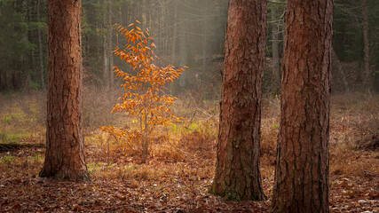 Autumn in the Forest at Stokes State Forest New Jersey
