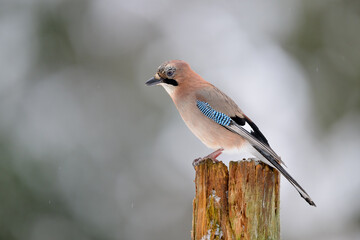 Eurasian jay (Garrulus glandarius) in snow