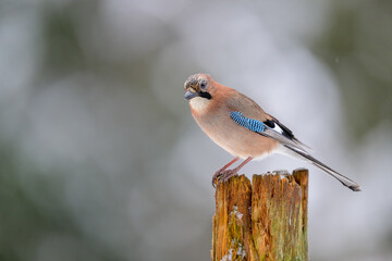 Eurasian jay (Garrulus glandarius) in snow