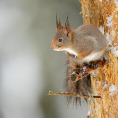 Cute Norwegian Red squirrel (Sciurus vulgaris) in ni snow