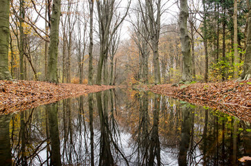 Obraz premium Tall beech trees reflecting in a pond on an overcast day in late autumn in a forest near Oostvoorne, The Netherlands