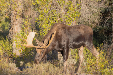 Naklejka na ściany i meble Bull shiras Moose During the Rut in Wyoming in Autumn